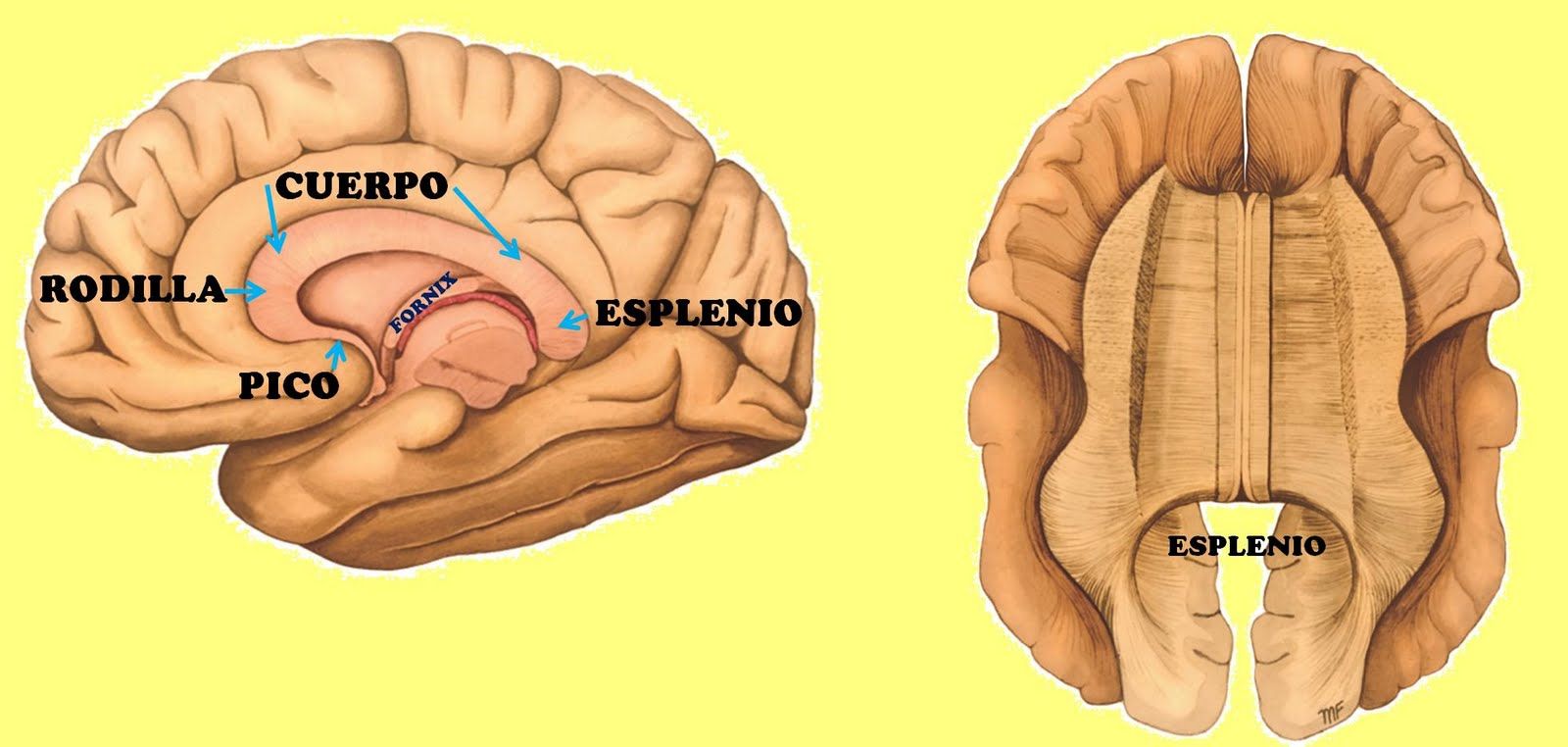 O Que é Corpo Caloso - BRAINCP