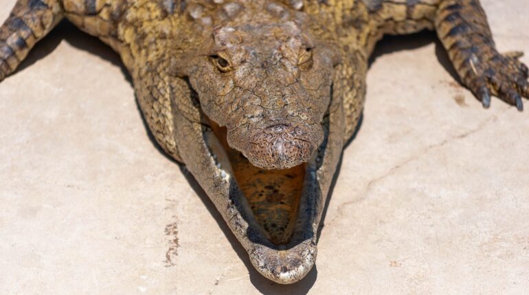 Crocodile Animal Mouth Open Reptile  - Stewardesign / Pixabay